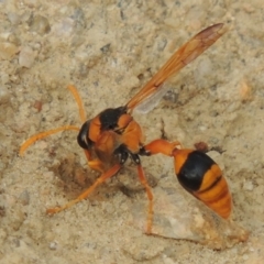 Delta bicinctum at Tennent, ACT - 27 Dec 2016