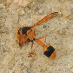 Delta bicinctum at Tennent, ACT - 27 Dec 2016