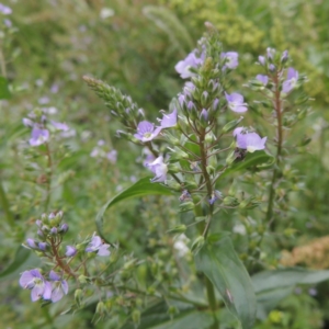 Veronica anagallis-aquatica at Tennent, ACT - 27 Dec 2016