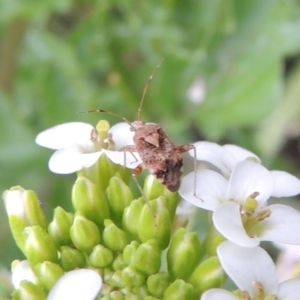 Miridae (family) at Tennent, ACT - 27 Dec 2016 06:36 PM