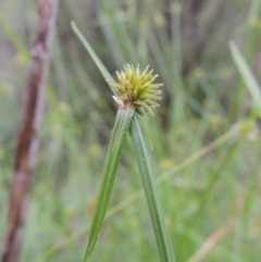 Cyperus sphaeroideus (Scented Sedge) at Tennent, ACT - 27 Dec 2016 by michaelb