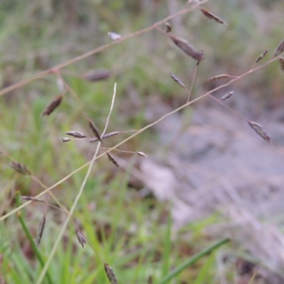 Eragrostis brownii (Common Love Grass) at Tennent, ACT - 27 Dec 2016 by MichaelBedingfield