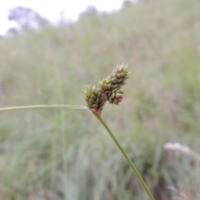 Carex inversa (Knob Sedge) at Tennent, ACT - 27 Dec 2016 by michaelb