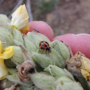 Coccinella transversalis at Tennent, ACT - 27 Dec 2016 07:06 PM