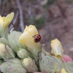 Coccinella transversalis at Tennent, ACT - 27 Dec 2016 07:06 PM