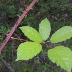 Rubus anglocandicans (Blackberry) at Tennent, ACT - 27 Dec 2016 by michaelb