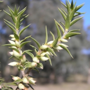 Melichrus urceolatus at Yass River, NSW - 18 May 2017