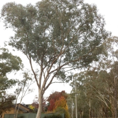 Eucalyptus nortonii (Mealy Bundy) at Hughes, ACT - 5 Nov 2019 by ruthkerruish