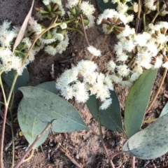 Eucalyptus nortonii at Hughes Garran Woodland - 5 Nov 2019