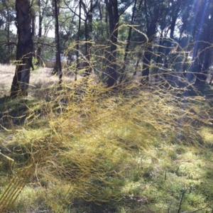 Asparagus officinalis at Hughes, ACT - 11 May 2017 10:27 AM