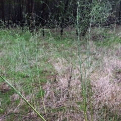 Asparagus officinalis at Hughes, ACT - 11 May 2017 10:27 AM