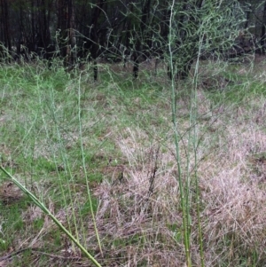 Asparagus officinalis at Hughes, ACT - 11 May 2017 10:27 AM