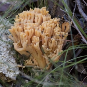 Ramaria sp. at Cotter River, ACT - 18 May 2017 01:14 PM