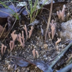 Ramaria sp. at Cotter River, ACT - 18 May 2017 01:14 PM