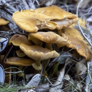 Armillaria luteobubalina at Cotter River, ACT - 18 May 2017 01:05 PM