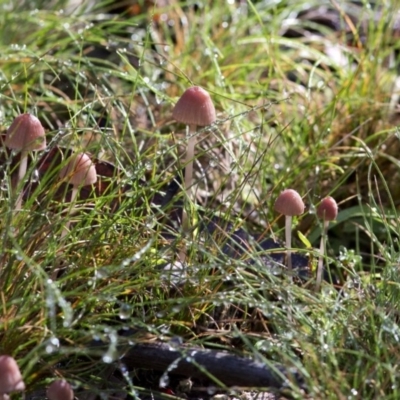 Mycena sp. (Mycena) at Cotter River, ACT - 18 May 2017 by Judith Roach