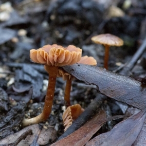 Laccaria sp. at Cotter River, ACT - 18 May 2017