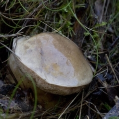 zz bolete at Cotter River, ACT - 18 May 2017 by JudithRoach