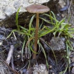 Oudemansiella gigaspora group (Rooting Shank) at Cotter River, ACT - 18 May 2017 by Judith Roach