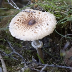 Macrolepiota sp. at Cotter River, ACT - 18 May 2017 by JudithRoach