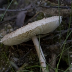 Macrolepiota sp. at Cotter River, ACT - 18 May 2017 12:57 PM