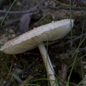 Macrolepiota sp. at Cotter River, ACT - 18 May 2017