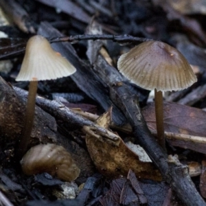 Mycena sp. ‘grey or grey-brown caps’ at Cotter River, ACT - 18 May 2017 12:27 PM