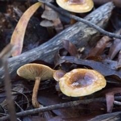 Pholiota sp. at Cotter River, ACT - 18 May 2017 by JudithRoach
