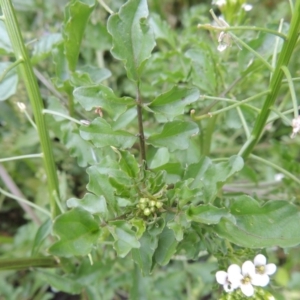 Rorippa sp. at Tennent, ACT - 27 Dec 2016 06:32 PM