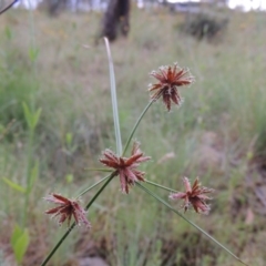 Cyperus lhotskyanus (A Sedge) at Tennent, ACT - 27 Dec 2016 by MichaelBedingfield