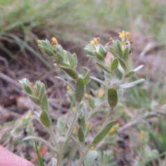 Pimelea curviflora (Curved Rice-flower) at Tennent, ACT - 27 Dec 2016 by MichaelBedingfield