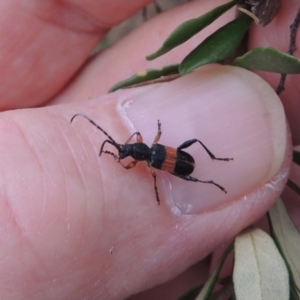 Obrida fascialis at Tharwa, ACT - 27 Dec 2016