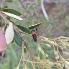 Obrida fascialis at Tharwa, ACT - 27 Dec 2016