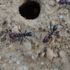 Iridomyrmex purpureus (Meat Ant) at Tennent, ACT - 27 Dec 2016 by michaelb
