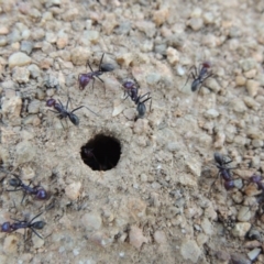 Iridomyrmex purpureus at Tennent, ACT - 27 Dec 2016