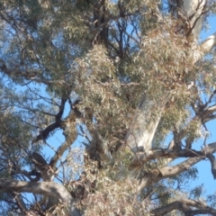 Aquila audax (Wedge-tailed Eagle) at Jerrabomberra, ACT - 18 May 2017 by MichaelMulvaney