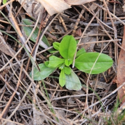 Unidentified at Mount Majura - 12 Aug 2016 by petersan