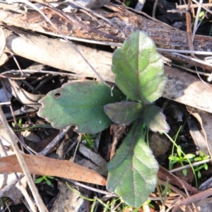 Ajuga australis at Canberra Central, ACT - 5 Aug 2016