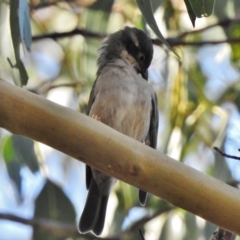 Melithreptus brevirostris (Brown-headed Honeyeater) at Tennent, ACT - 18 May 2017 by JohnBundock