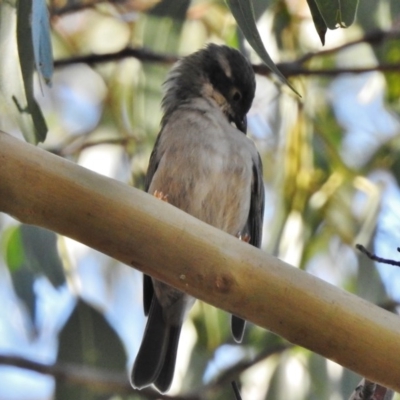 Melithreptus brevirostris (Brown-headed Honeyeater) at Tennent, ACT - 18 May 2017 by JohnBundock