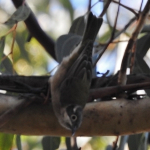 Melithreptus brevirostris at Tennent, ACT - 18 May 2017