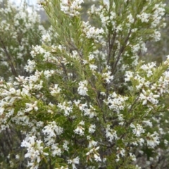 Acrothamnus hookeri at Bolaro, NSW - 8 Sep 2016