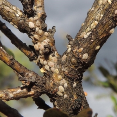 Phacelococcus bursaria (Blackthorn felted scale) at Kambah, ACT - 24 Jan 2017 by michaelb