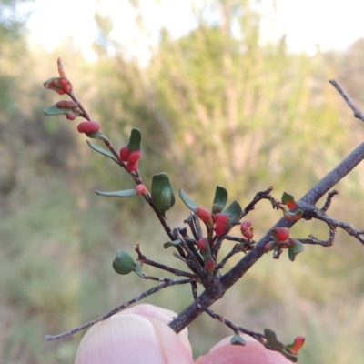 Eriophyes lambi (Muehlenbeckia gall mite) at Greenway, ACT - 13 Mar 2016 by MichaelBedingfield