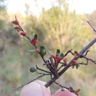 Eriophyes lambi (Muehlenbeckia gall mite) at Greenway, ACT - 13 Mar 2016 by michaelb