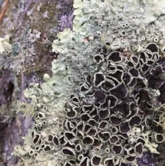 Parmeliaceae (family) (A lichen family) at Farringdon, NSW - 19 May 2017 by Floramaya