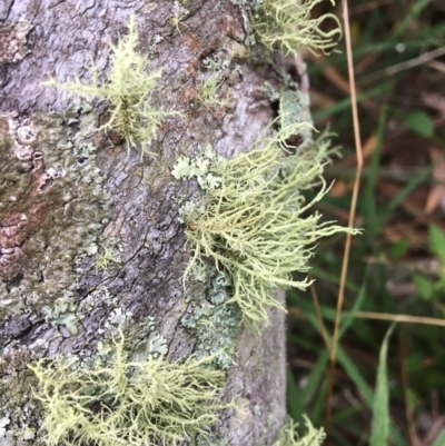 Usnea sp. (genus) (Bearded lichen) at Farringdon, NSW - 18 May 2017 by Floramaya