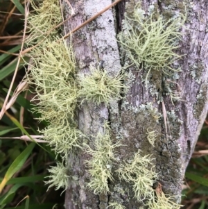 Usnea sp. (genus) at Farringdon, NSW - 19 May 2017