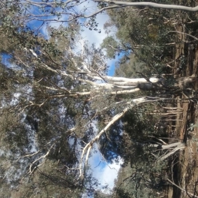 Eucalyptus melliodora (Yellow Box) at Mount Ainslie - 20 May 2017 by rainer