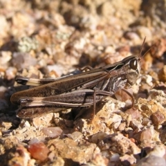 Caledia captiva (grasshopper) at Mount Taylor - 20 May 2017 by MatthewFrawley